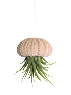 Seeigelgehäuse rosa mit echter Tllandsia Kammi