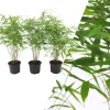 Set mit 3 Bambuspflanzen Fargesia Rufa
