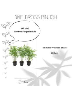 Set mit 3 Bambuspflanzen Fargesia Rufa