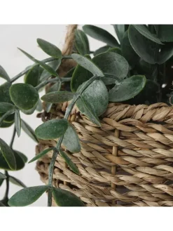 Topfpflanze "Eukalyptus" in Grün/ Hellbraun - (H)78 cm